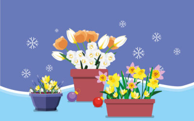 Pensez aux potées, aux coupes et aux jardinières pour une floraison dès janvier