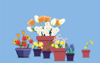 Les potées fleurissent et les vivaces peuvent être plantées